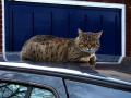 gal/holiday/Norwich 2005/_thb_Cat_on_a_hot_car_roof_DSC06424.JPG
